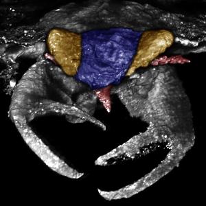 CT scan of the fossil insect Carcinonepa libererrantes