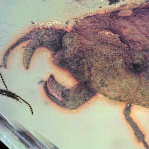 Preserved in amber: the newly discovered bug species Carcinonepa libererrantes.