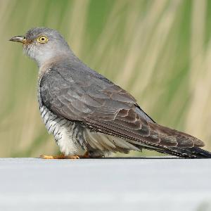 © IMAGO/Blickwinkel