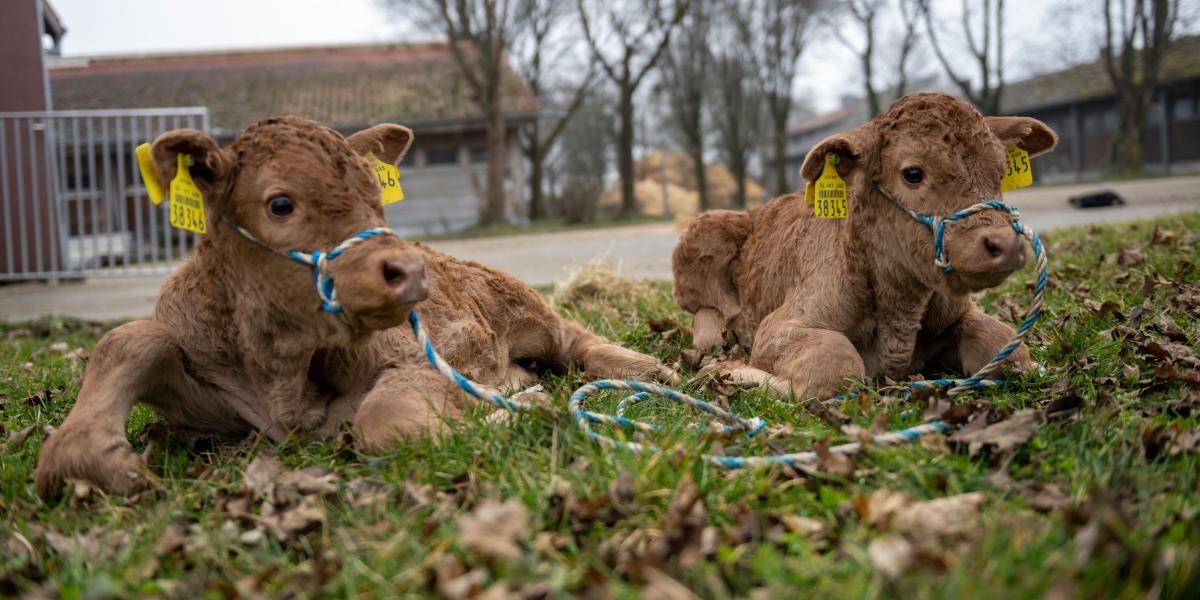 Photograph accompanying Cattle embryos stripped of interferon tau by CRISPR develop into two healthy calves