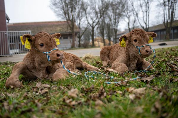 Two calves at the LMU Gene Center´s research farm