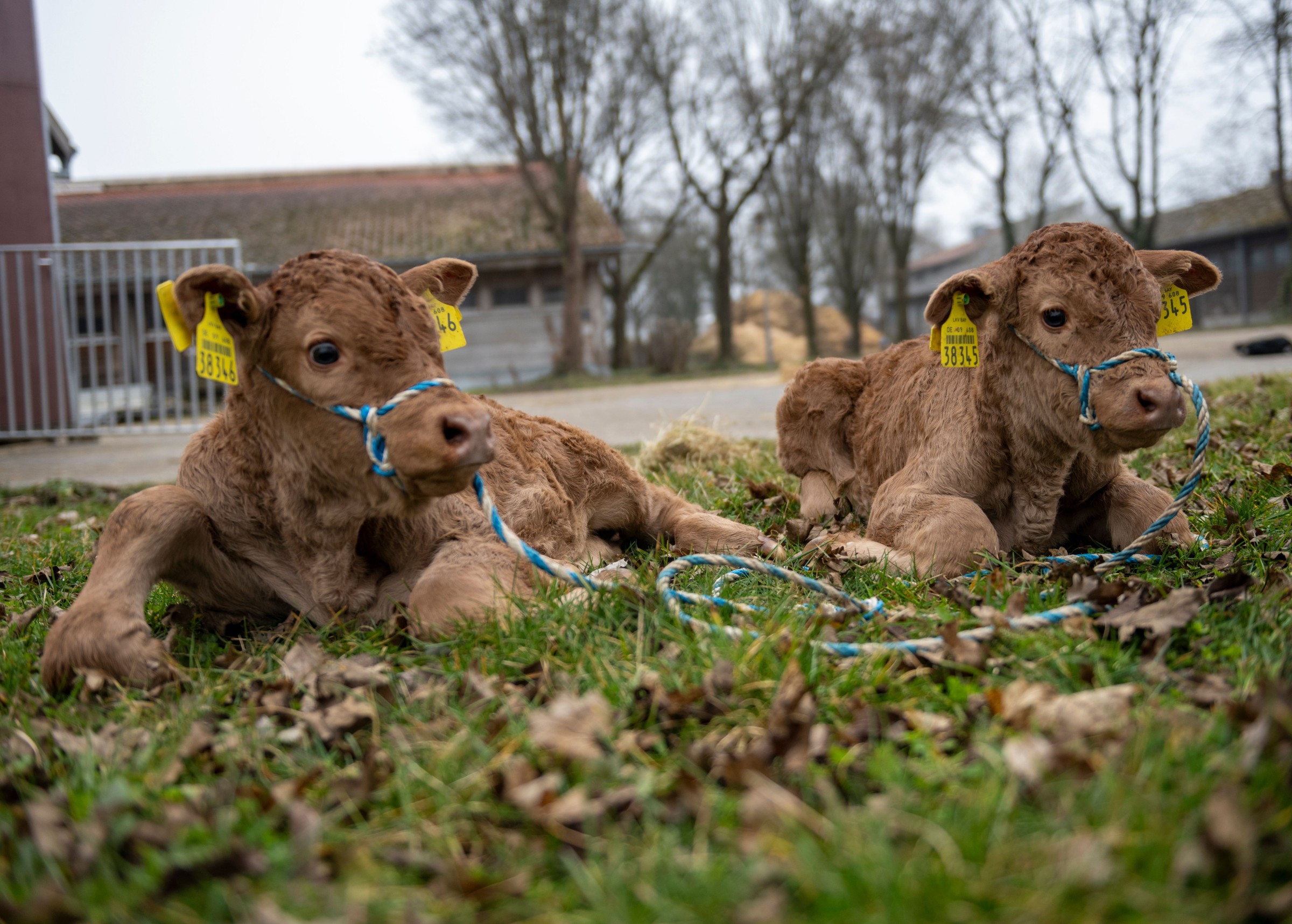 Two calves at the LMU Gene Center´s research farm