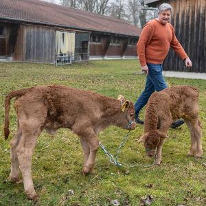 Eckart Wolf with the two calves born in February