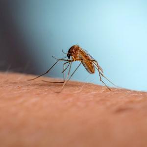 A mosquito bites into human skin