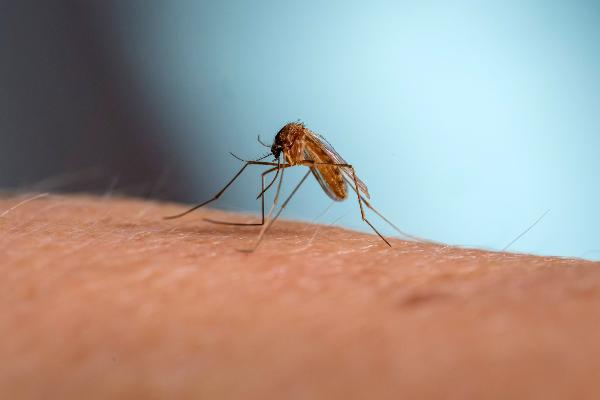 A mosquito bites into human skin