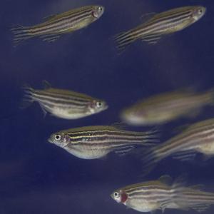 Zebrafish