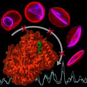 PfSnf2L is essential for the development of the malaria pathogen