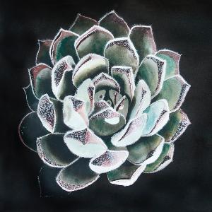 Sempervivum ruthenicum