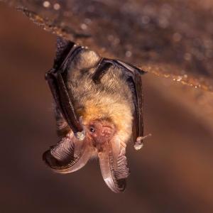 Close-up of a long-eared bat (Plecotus auritus)