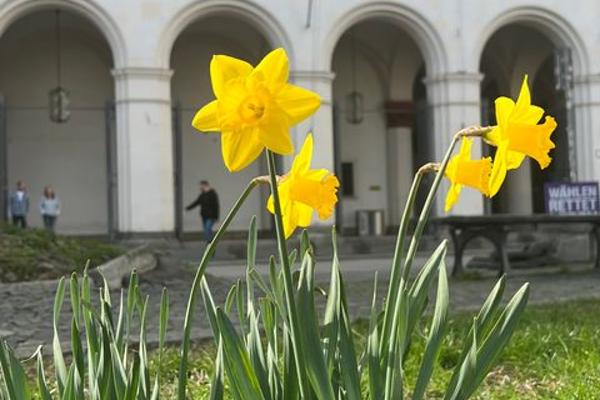 Gelbe Blumen am Geschwister-Scholl-Platz