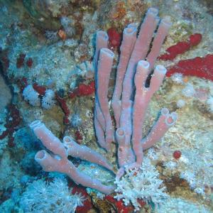 インド太平洋の海綿動物が高い固有性ホットスポットであることを遺伝解析で解明 (Sponges in the Indo-Pacific: a hotspot of endemism)