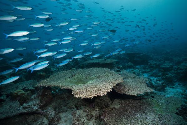 Fische schwimmen durch ein abgestorbenes Korallenriff