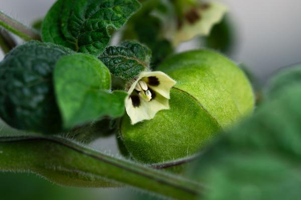 The flower of a physalis plant