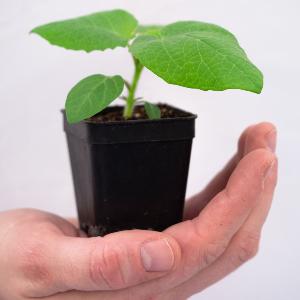 A young physalis plant in the laboratory