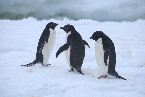 Penguins in the Antarctic