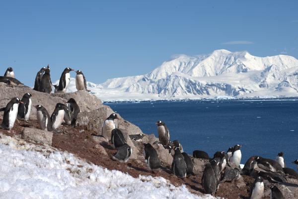 Penguins in the Antarctic