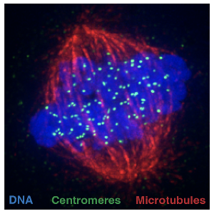 セントロメアの不老不死の鍵が解明される(The key to centromere’s eternal life unravelled)