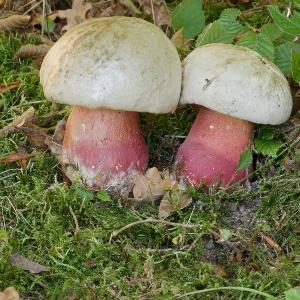 Satansröhrling (Rubroboletus satanas)