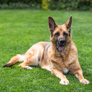 Deutscher Schäferhund