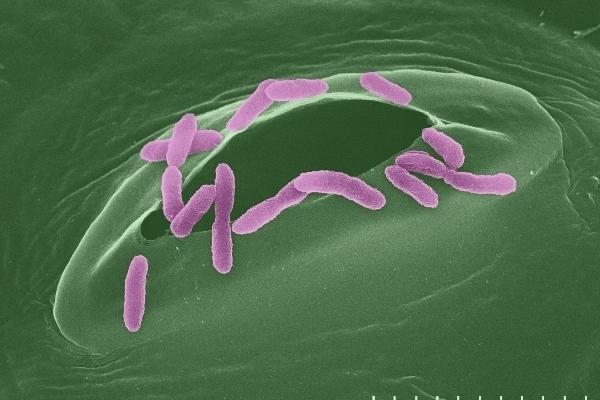 Rod-shaped pseudomonas bacteria (pink) surround a pore on the leaf of a thale cress