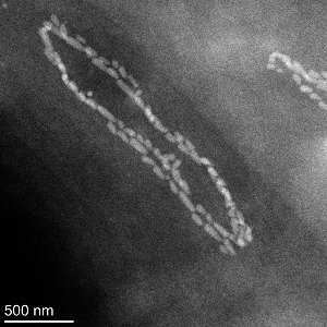 単細胞生物に磁気感覚を与える特異な共生関係を発見（Unique symbiosis bestows magnetic sense to single-celled organism）