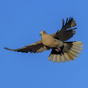 A pigeon flying