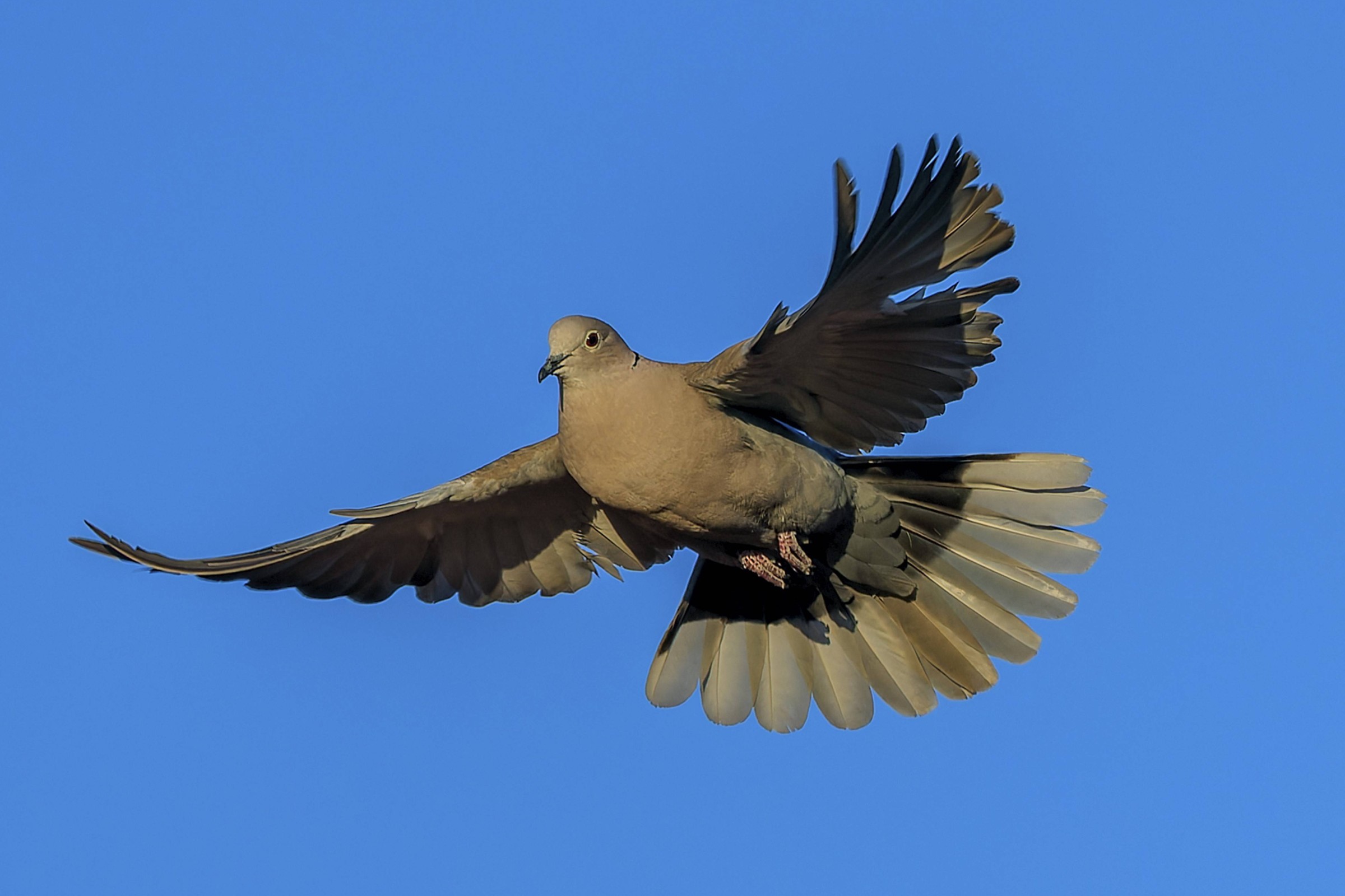 ハトが磁場を感知する神経経路を発見(An electric discovery: Pigeons detect magnetic fields through their inner ear)