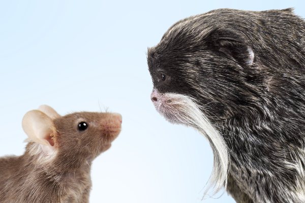 A marmoset and a mouse are looking at each other