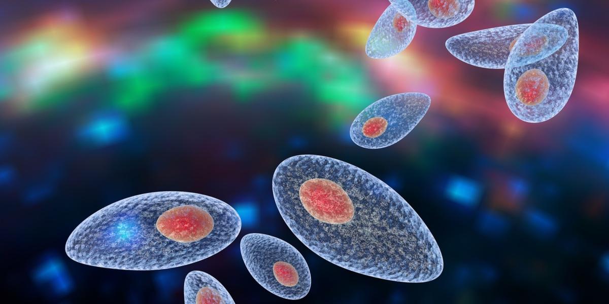 Toxoplasmose Erreger mit molekularem Universalschlüss … LMU München