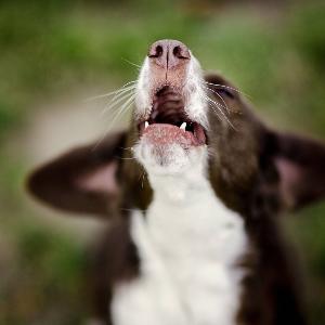 Kläffender Hund