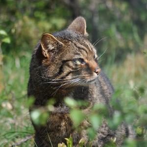 Wildkatze aus dem Saving Wildcats Erhaltungszuchtprogramm