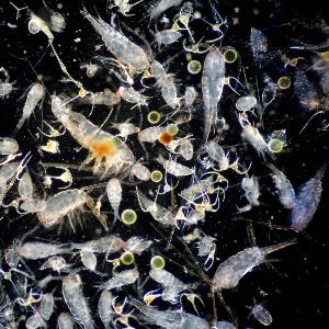 verschiedene marine Planktonarten aus SW-Norwegen im August
