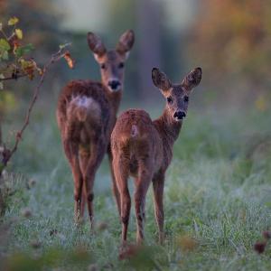 Zwei Rehe schauen sich um