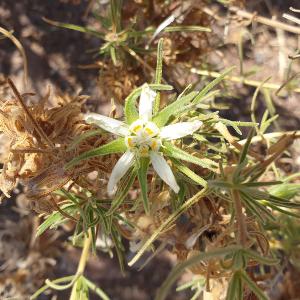 Die Blüte einer Wüstenpflanze aus der Gruppe der Loasaceae
