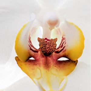 Blume in Nahaufnahme