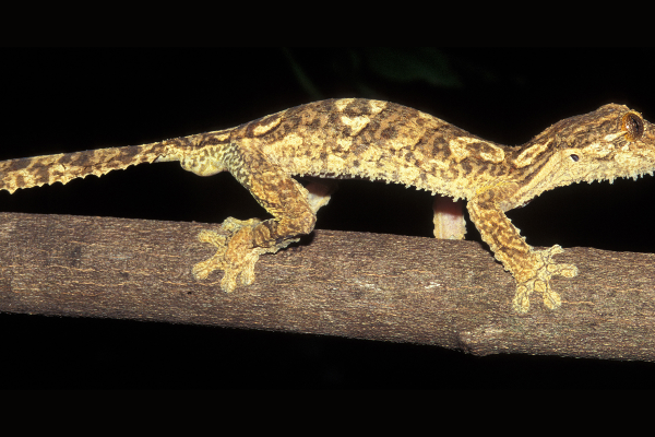 Uroplatus garamaso inhabits mostly dry forests in the north of the island of Madagascar.