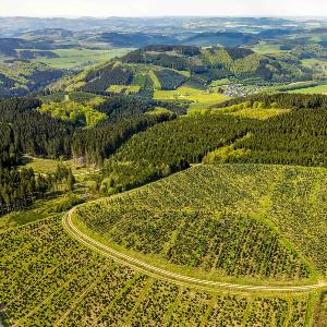 Aufforstung von Jungbäumen in einem Waldgebiet im Sauerland